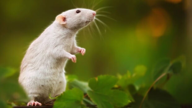 A white rat standing on green leaves in a natural environment