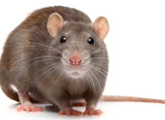 A close up of a brown rat facing forward with detailed whiskers and a pink nose