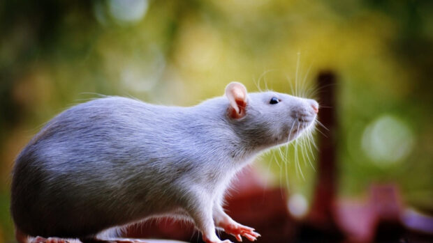 Close up of a white rat sniffing the air with detailed whiskers and fur