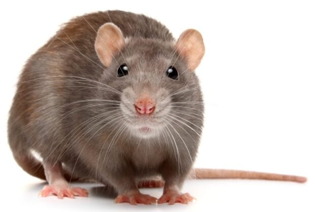 A close up of a brown rat facing forward with detailed whiskers and a pink nose