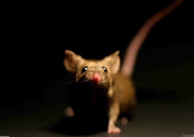 A close up of a rat with a red nose standing on a dark surface