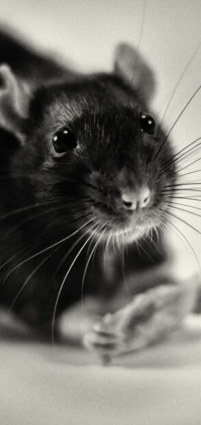 Close up of a rat with detailed whiskers and shiny eyes in black and white