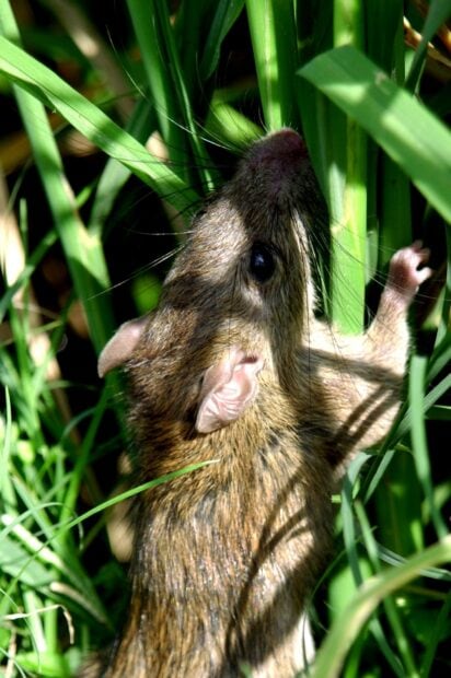 A rat climbing green grass in natural outdoor surroundings