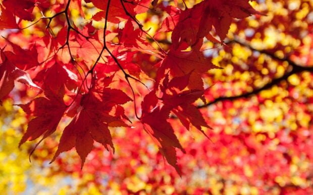 Red maple tree leaves are colorful in the fall season, 2K Desktop Wallpaper