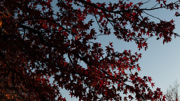 Red maple tree branches display vibrant autumn colors against a clear blue sky, 4K Desktop Wallpaper
