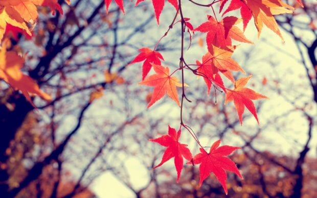 Red maple tree leaves hanging with blurred background in autumn, 2K Desktop Wallpaper