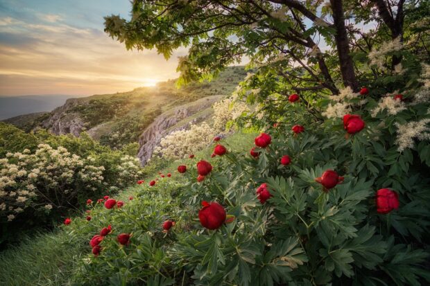 A vibrant red flower meadow is illuminated by the golden sunset light in Bulgaria Wallpapers, HD Wallpaper