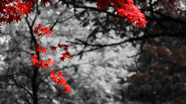 Red maple leaves are vividly shown against a blurred black and white forest backdrop, 4K Desktop Wallpaper