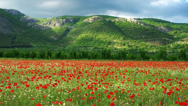A vibrant field of red poppies lies in front of green hills under a cloudy sky in Bulgaria, 4K Desktop Wallpaper