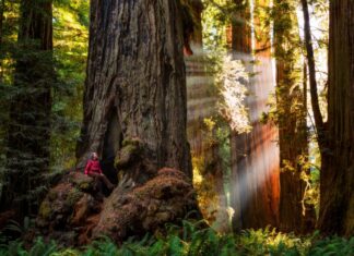 A person sitting on a large tree root inside Redwood National Park surrounded by towering trees and sunlight rays