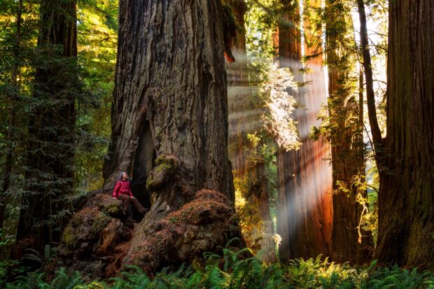 A person sitting on a large tree root inside Redwood National Park surrounded by towering trees and sunlight rays
