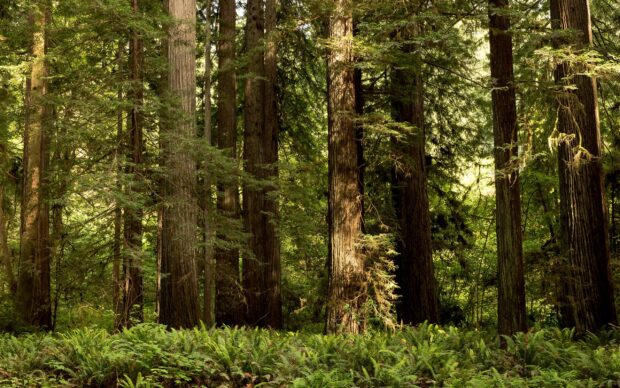 Tall redwood trees and lush green ferns in a dense forest at Redwood National Park