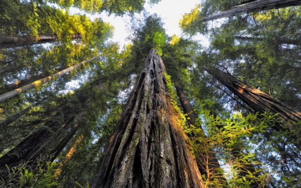 Tall redwood trees towering in the forest of Redwood National Park surrounded by lush greenery