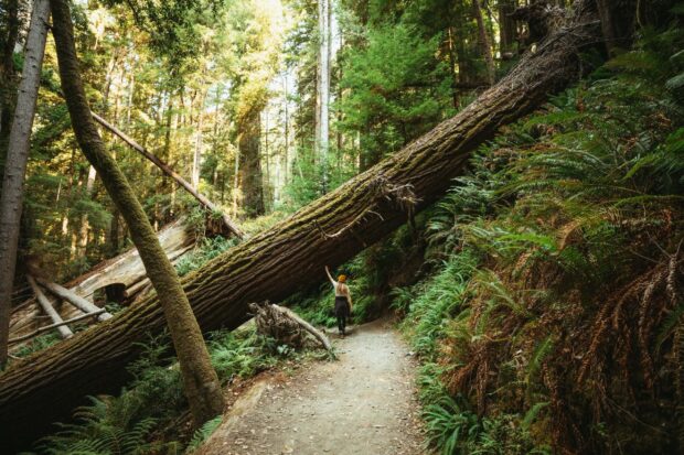 A person walking on a trail surrounded by dense trees in Redwood National Park forest