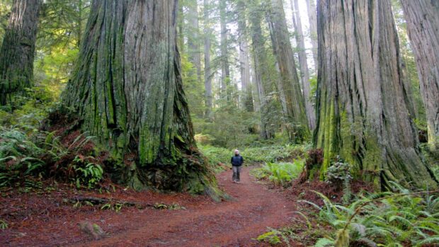A person walking on a trail surrounded by tall trees in Redwood National Park forest
