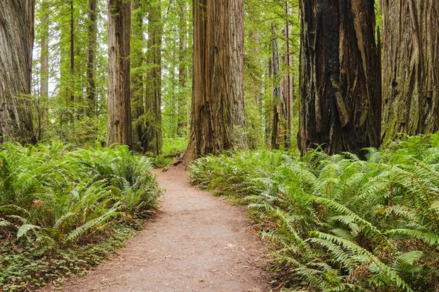 A walking path surrounded by tall redwood trees and lush green ferns in Redwood National Park