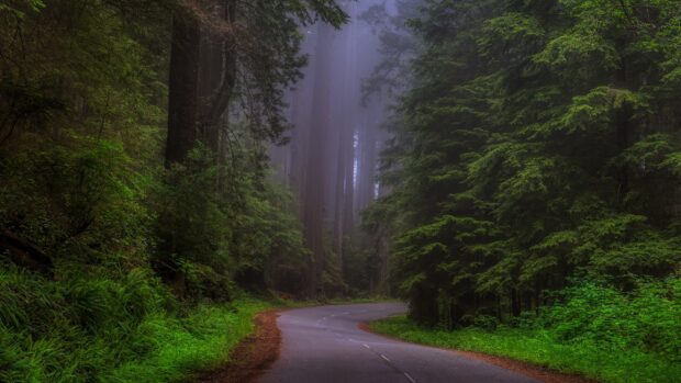 A winding road surrounded by towering redwood trees in the mist of Redwood National Park