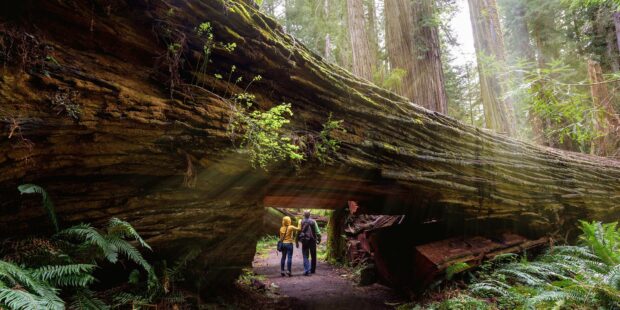A couple walking through a fallen redwood tree in Redwood National Park forest