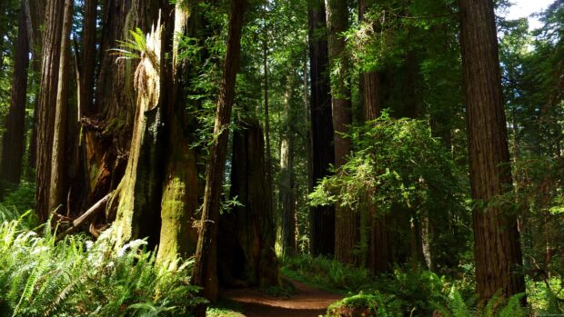 Tall redwood trees and lush ferns in a forest trail at Redwood National Park
