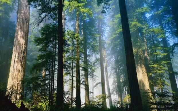 Tall redwood trees tower over lush green foliage in a misty forest at Redwood National Park