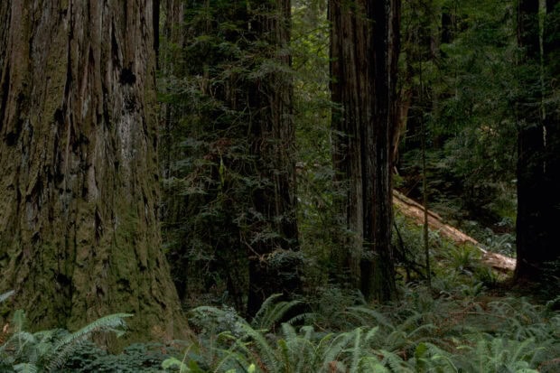 Dense forest with towering redwood trees and lush green plants in Redwood National Park