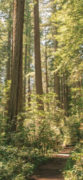 A peaceful forest trail surrounded by towering redwood trees in Redwood National Park