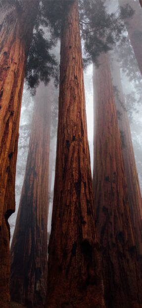 Tall redwood trees in Redwood National Park surrounded by mist and fog