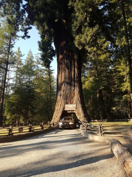 A massive redwood tree with a car driving through its hollow trunk in Redwood National Park