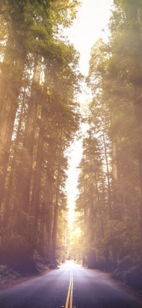 A scenic road surrounded by redwood trees in Redwood National Park