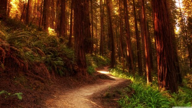 A winding trail through tall redwood trees in Redwood National Park