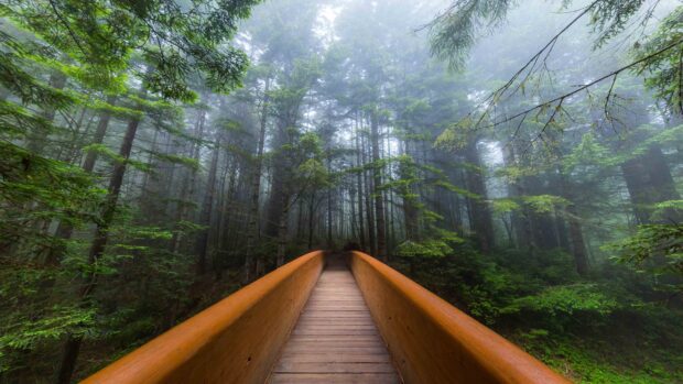 A wooden bridge surrounded by dense redwood forest in Redwood National Park