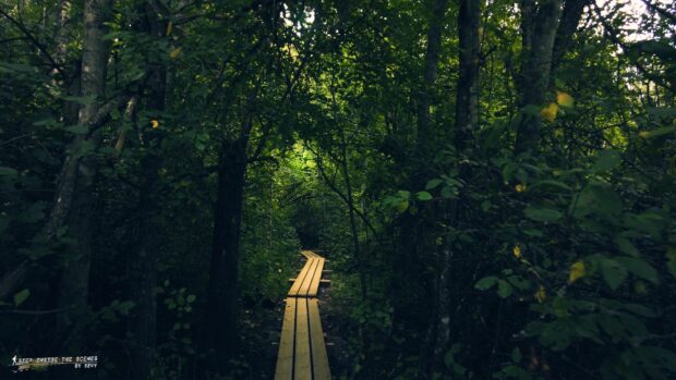 A wooden pathway surrounded by dense forest in Redwood National Park