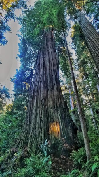 Giant redwood tree towering in Redwood National Park forest with lush green ferns and sunlight filtering through leaves