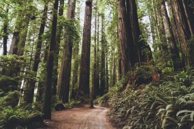 A winding trail through tall redwood trees in Redwood National Park forest