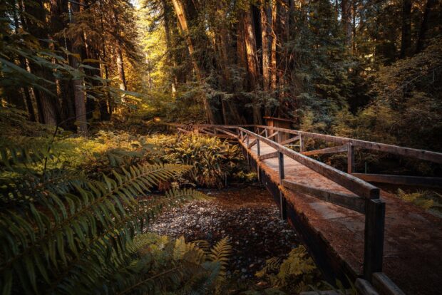A wooden bridge crossing a small creek surrounded by redwood trees and lush ferns in Redwood National Park