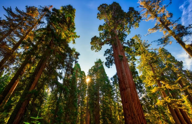 Tall redwood trees towering in the Redwood National Park forest with sunlight streaming through the branches