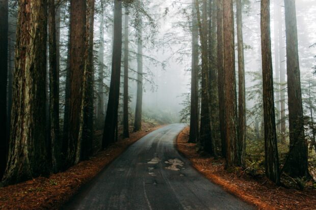 A misty road winding through giant redwood trees in Redwood National Park