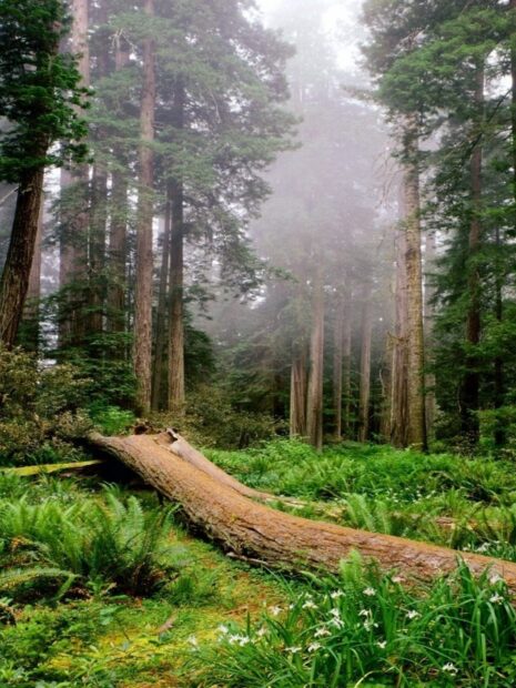 A fallen tree surrounded by green plants and tall redwood trees in a misty forest