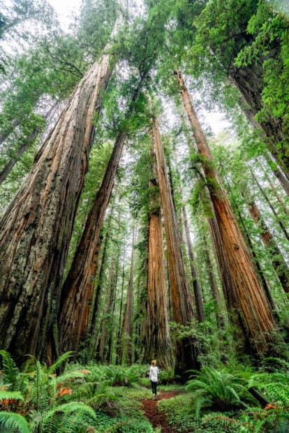 A person walking through a dense forest of redwood trees in Redwood National Park