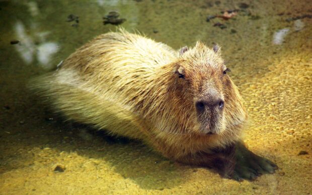 A peaceful capybara wallpapers scene, 2K PC Wallpaper