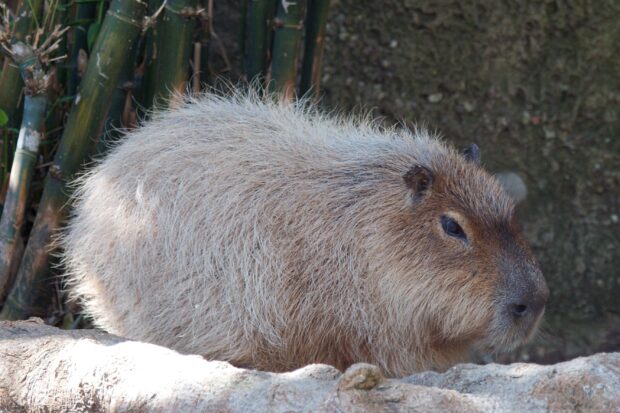 A capybara with light brown fur resting beside bamboo in a natural setting, 2K Desktop Wallpaper