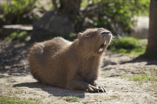 A capybara is yawning while lying on the dirt in a natural outdoor setting, 2K Desktop Wallpaper