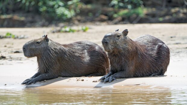 Two capybaras lying on the sandy riverbank near water in a natural environment, HD Desktop Wallpaper