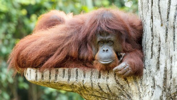 A relaxed orangutan with thick reddish fur is resting on a tree branch in the jungle, 4K Desktop Wallpaper