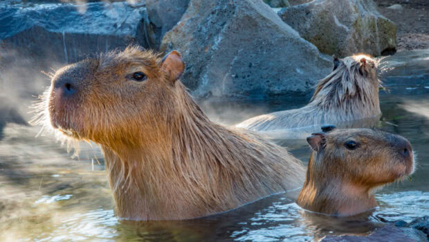 Three capybaras bathing calmly in a rocky natural water pool, HD Desktop Wallpaper