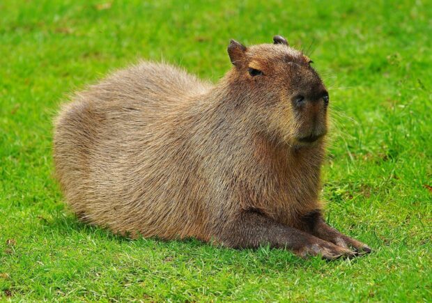 A capybara is calmly lying on the bright green grass in this natural setting, HD Desktop Wallpaper