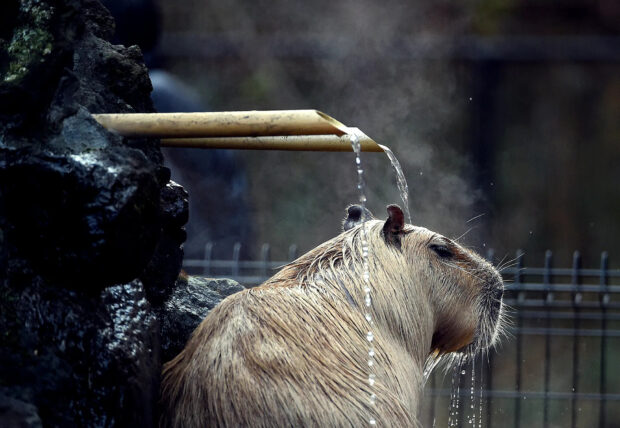 A capybara enjoys a soothing bath under a flowing water stream in a natural setting, HD Wallpaper