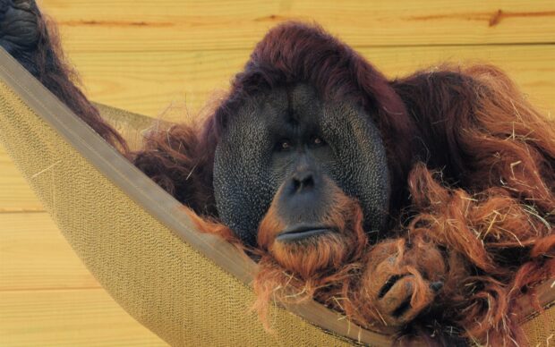 An orangutan is resting peacefully on a hammock with a wooden background, 2K Desktop Wallpaper