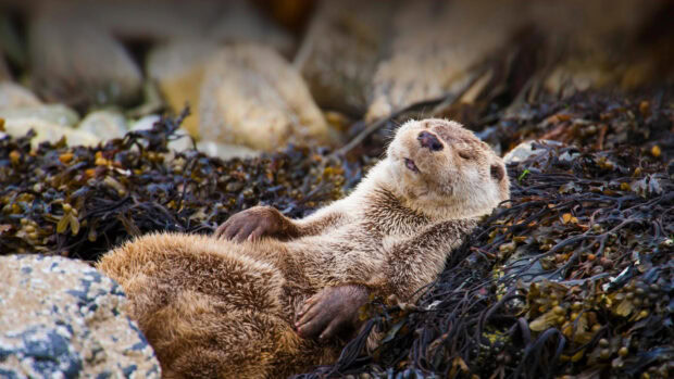 A relaxed otter lies comfortably among seaweed and rocks in a natural setting, 4K Desktop Wallpaper