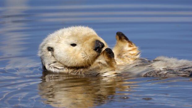 An otter is floating calmly on its back in the water, displaying its peaceful nature, 4K Desktop Wallpaper